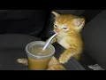these cats are broken