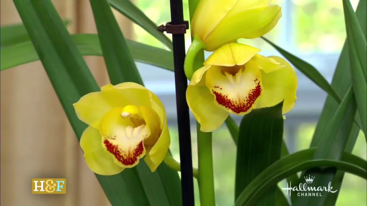 CYMBIDIUM ORCHID CARE: REPEAT FLOWERING STEP BY STEP / EDENMAKERS