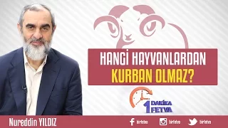 Hangi hayvanlardan kurban olmaz?