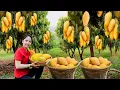 Download Lagu Harvesting 1000 Kg Mango In The Garden Goes To Market Sell - Yellow and Orange Mango | Ella New Life