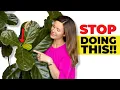Top 7 Fiddle Leaf Fig Mistakes To Avoid Fiddle Leaf Fig Plant Resource Center