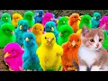Download Lagu Menangkap Ayam Lucu, ayam warna warni, ayam rainbow, kelinci, bebek lucu, ikan hias, Hewan Lucu