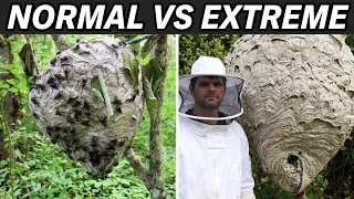 Top 5 Most Extreme Bald-Faced Hornet Nest Removals.