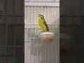 Download Lagu SERINUS Mozambicus | سيرينوس موزمبيق | Yellowfronted canary sing | Hybrid Finch | Nature Bird sounds
