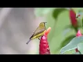 Download Lagu Kehidupan Burung Sogon alias Sogok ontong di alam liar.