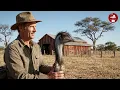 How Ostrich Skin Becomes a $20,000 Luxury Handbag | Full Factory Process Documentary