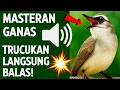 Download Lagu Suara trucukan gacor ropel ngalas buat pancingan trucukan agar bunyi jadikan burung trucuk gacor