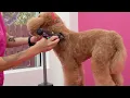 Doodle Grooming Tip - Clippering the Upper Arm Area
