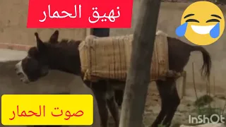 صوت الحمار   نهيق الحمار   صوت الحمير   أصوات الحيوانات                دندنها