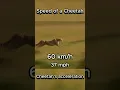 Download Lagu Speed of a Cheetah | Acceleration 0-120 km/h #cheetah #speed #animals