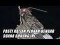 Download Lagu Ternyata Burung Ini Yang Suka Nakutin Dimalam Hari