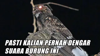 Download Ternyata Burung Ini Yang Suka Nakutin Dimalam Hari MP3