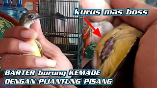 barter burung kemade dengan burung pijantung pisang