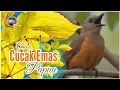 Download Lagu Cucak Emas Papua Ngalas Merdu