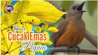 cucak emas papua ngalas merdu