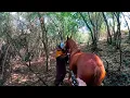 Download Lagu TIVE QUE ENFRENTAR A LEGIÃO DA MEIA NOITE PARA SALVAR O CAVALO