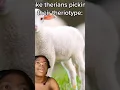 Fake therians picking their theriotype