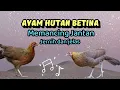 Lagu SUARA AYAM HUTAN BETINA UNTUK PANCINGAN JANTAN #ayamhutan #ayamhutanmerah