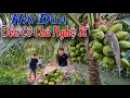 Download Lagu Hoàng Nam Về Để Chuẩn Bị Cho Ngày Cô Chú Nghệ Sĩ Đến Thăm | Tập 1053