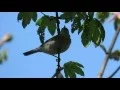 Download Lagu Blackcap feeding on aphids
