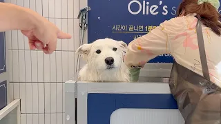 My Dog's Reaction to a Stranger Bathing Her