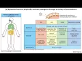 Lecture 2a Introduction to Innate Immunity