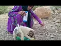 😭 Runaway Nomadic Girl's Hard Life After Her Lover Leaves! Kindness Animals 🐶🥹
