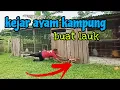 Download Lagu [Episod1515] tamatkan ''riwayat hidup' ayam di kebun abah. waktu untuk kurangkan kos dedak
