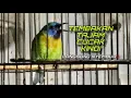 Download Lagu Paling Disukai Juri‼️Masteran Kinoi Full Isian Mewah Untuk Burung Lomba |@kicautembak