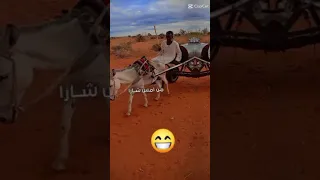 سيد الكارا  سيد الكارا