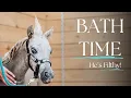 Mini Horse Gets His First Bath Since Birth - Squirt The Menace