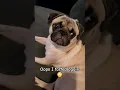 Download Lagu oops 😬 #dog #pug #cute #funny #pets #puppy #fyp #shorts
