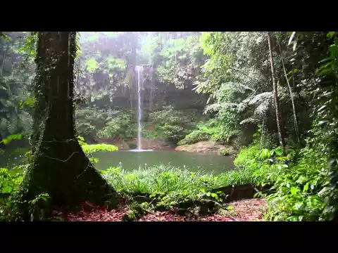 Download MP3 Rain Sound and Rainforest Animals Sound - Relaxing Sleep