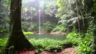 Rain Sound And Rainforest Animals Sound Relaxing Sleep 