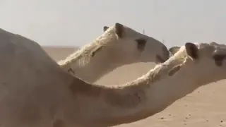 شيلة يافليج ماعينت وضحن مزايين  شيلة يافليج ماعينت وضحن مزايين