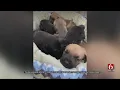 Tulsa Humane Society Caring For Dog 8 Puppies Found In Dump PKG