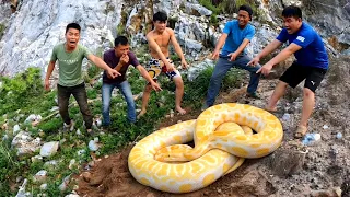 The Brave Hunters Use Detectors Yo Track The Giant Pythons