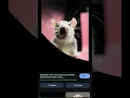 Download Lagu tikus2x kantor