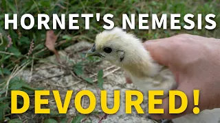 The Hornet's Hidden Enemy Was My Chicks' Favorite Food