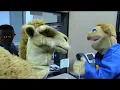 SML HumpDay GEICO Commercial
