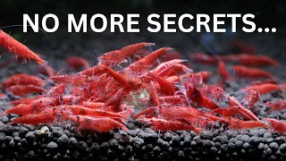 The Secrets to Breeding 1 000 s of Cherry Shrimp