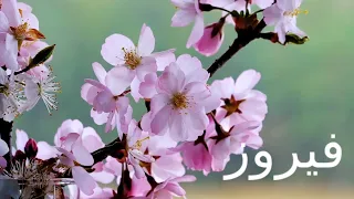 فيروزيات الصباح الربيع والحب Fairuz 