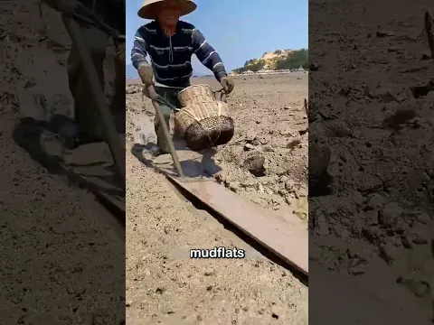 The Insane Skill Needed To Catch Mudskippers #Seethe