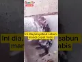 Download Lagu Tikus mandi pakai sabun
