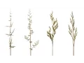 L-System Maya Tree