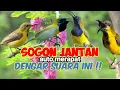 Download Lagu Suara Pikat Sogon Betina Kesurupan😆 ||Ampuh Pikat Sogon Dan Burcil