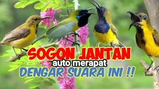 Download Suara Pikat Sogon Betina Kesurupan😆 ||Ampuh Pikat Sogon Dan Burcil MP3