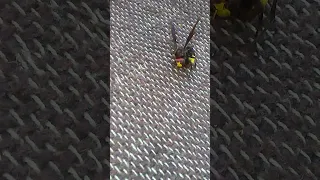 مكافحة الدبور 