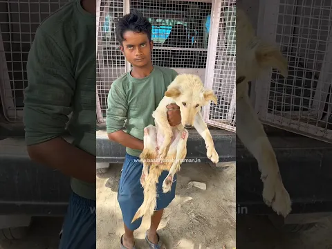 Lakdiyon Ke Peeche Mila Ek Bezubaan Dard Mein 💔🐾|| #shorts