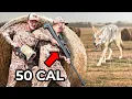 Download Lagu We Hunted Coyotes with a 50 Cal Sniper Rifle! (Again)